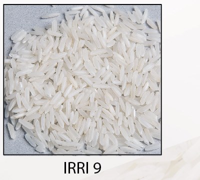IRRI 9